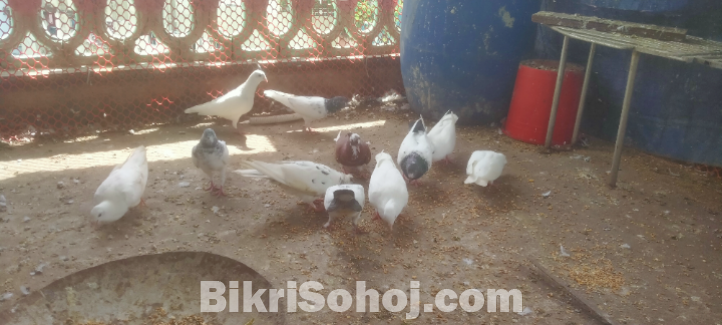 কবুতর বিভিন্ন ধরনের /Pigeon different colors